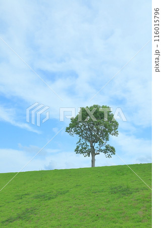 草原の一本の木と青い空 116015796