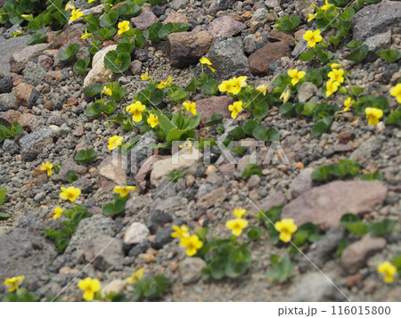 タカネスミレ タカネスミレ 116015800