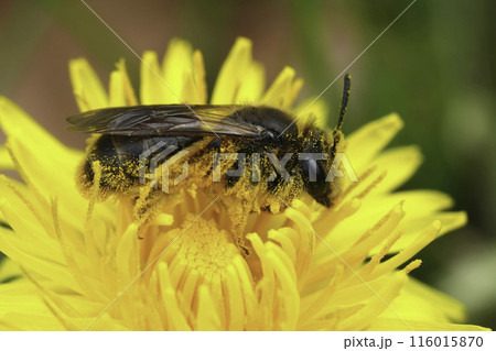 Closeup on a female of the rare buff-tailed or catsear mining bee, Andrena humilis on a dandelion , it's host plant 116015870
