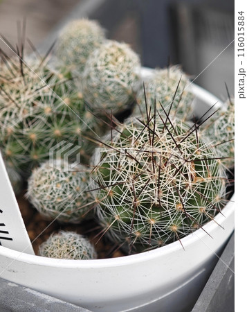 サボテンのあるインテリア 116015884