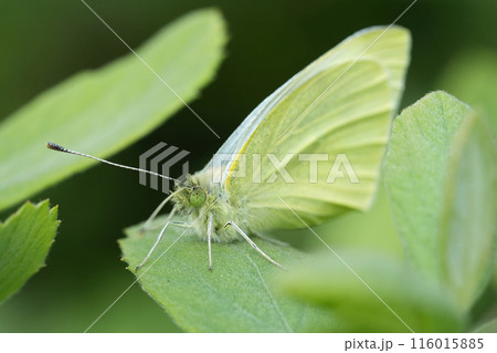 Closeup on a fresh emerged European Small White butterfly, Pieris rapae sitting on a green leaf in the garden Closeup on a fresh emerged European Small White butterfly, Pieris rapae sitting on a green leaf in the garden 116015885