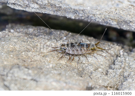 フナムシ01 116015900