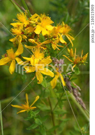Vertical closeup on the St. John's wort wildflower, Hypericum perforatum in a meadow 116015909