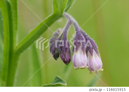 Detailed vertical closeup on the hanging purple flowers of the common comfrey wildflower, Symphytum officinale 116015915