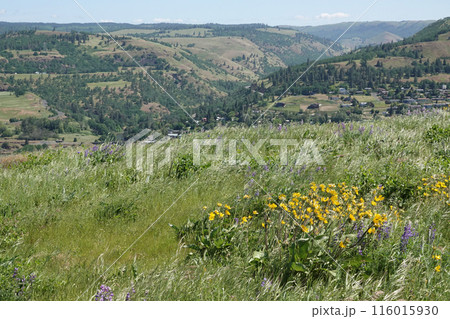 Wide and high angle view on the Columbia river gorge valley from the Rowena ctrest viewpoint in Oregon 116015930