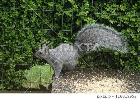 Closeup on a cute and fluffy Western Gray Squirrel, Sciurus griseus, searching for food at the bird feeder in the garden, Coquille, Oregon 116015958