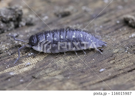 Closeup on a common shiny woodlouse, Oniscus asellus sitting on wood 116015987