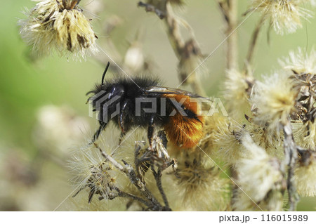 Closeup on a female European horned mason bee, Osmia cornuta Closeup on a female European horned mason bee, Osmia cornuta 116015989