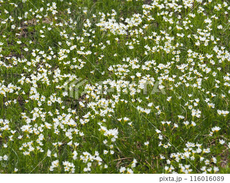 ヒナザクラ03 ヒナザクラ03 116016089