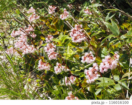 イワカガミ02 116016100