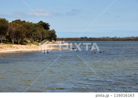 On the shore of Lake King - Metung On the shore of Lake King - Metung 116016163