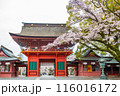 Cherry blossoms blooming in Fujisan Hongu Sengen Taisha Shinto Shrine at Fujinomiya famous shrine and landmark Shizuoka Japan. 116016172