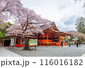 Fujinomiya,Japan April 07, 2024: People visit Fujisan Hongu Sengen Taisha Shinto Shrine where cherry blossoms are blooming on a rainy day at Shizuoka, Japan. 116016182