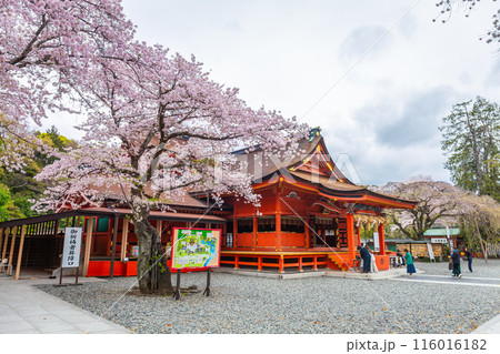 Fujinomiya,Japan April 07, 2024: People visit Fujisan Hongu Sengen Taisha Shinto Shrine where cherry blossoms are blooming on a rainy day at Shizuoka, Japan. Fujinomiya,Japan April 07, 2024: People visit Fujisan Hongu Sengen Taisha Shinto Shrine where cherry blossoms are blooming on a rainy day at Shizuoka, Japan. 116016182