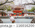 Fujinomiya,Japan April 07, 2024: People visit Fujisan Hongu Sengen Taisha Shinto Shrine where cherry blossoms are blooming on a rainy day at Shizuoka, Japan. 116016200
