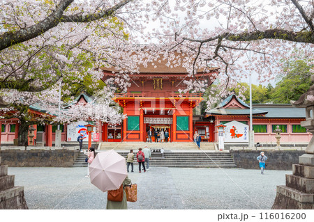 Fujinomiya,Japan April 07, 2024: People visit Fujisan Hongu Sengen Taisha Shinto Shrine where cherry blossoms are blooming on a rainy day at Shizuoka, Japan. Fujinomiya,Japan April 07, 2024: People visit Fujisan Hongu Sengen Taisha Shinto Shrine where cherry blossoms are blooming on a rainy day at Shizuoka, Japan. 116016200