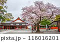 Fujinomiya,Japan April 07, 2024: People visit Fujisan Hongu Sengen Taisha Shinto Shrine where cherry blossoms are blooming on a rainy day at Shizuoka, Japan. 116016201