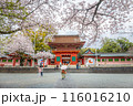 Fujinomiya,Japan April 07, 2024: People visit Fujisan Hongu Sengen Taisha Shinto Shrine where cherry blossoms are blooming on a rainy day at Shizuoka, Japan. 116016210