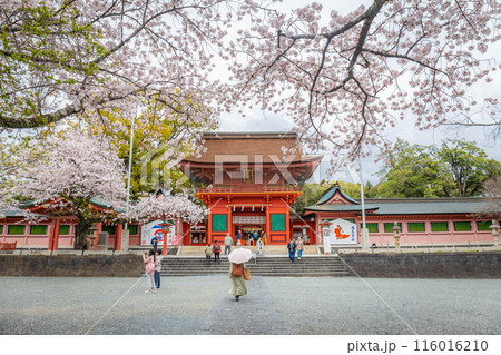 Fujinomiya,Japan April 07, 2024: People visit Fujisan Hongu Sengen Taisha Shinto Shrine where cherry blossoms are blooming on a rainy day at Shizuoka, Japan. 116016210