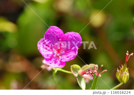 アサマフウロ　ピンク色の花　クローズアップ　山野草 116016224