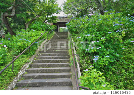 初夏 鎌倉古刹参道を新緑とガクアジサイが装う 116016456