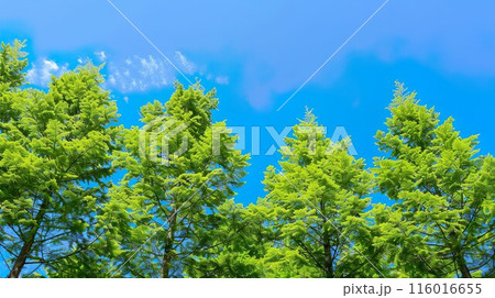 メタセコイアの森林と青空05 116016655