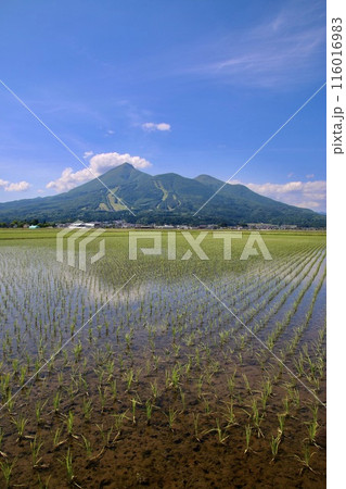 水田と磐梯山（福島県・猪苗代町） 116016983