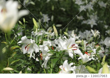 白いユリ 116017063