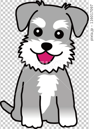 A miniature schnauzer to sit 116017097