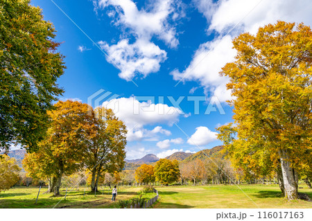 笹ヶ峰高原　妙高の山並みに囲まれた爽やかな高原　笹ヶ峰牧場　妙高山麓県民の森　新潟焼山 116017163