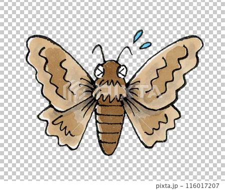 困擾的飛蛾 困擾的飛蛾 116017207