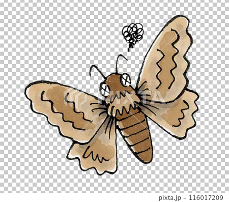 瀕死の蛾 瀕死の蛾 116017209