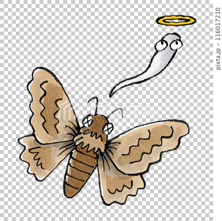 死んだ蛾 死んだ蛾 116017210