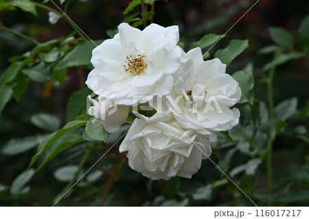 アイスバーグ 116017217