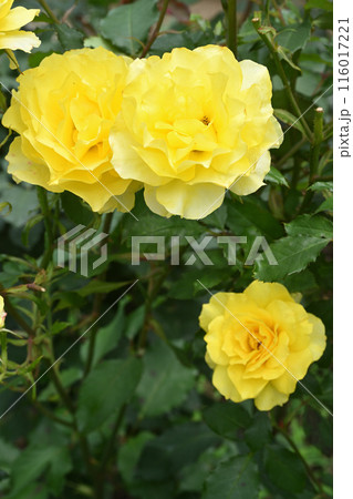 ゴールデン・メダイヨン ゴールデン・メダイヨン 116017221