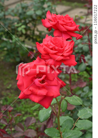 タイムレス'98 116017222