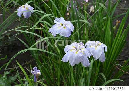 花菖蒲・相模原北公園 116017234