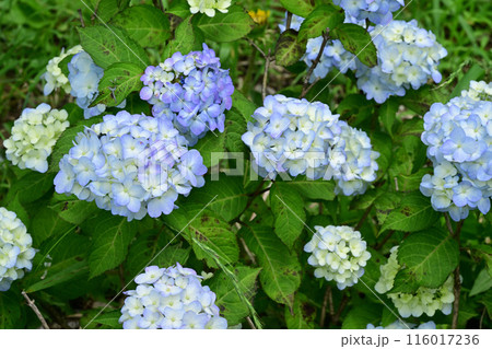 舞妓・アジサイ 舞妓・アジサイ 116017236