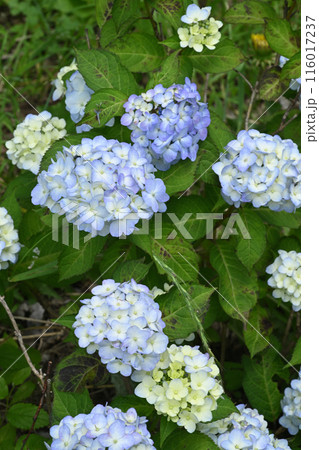 舞妓・アジサイ 116017237