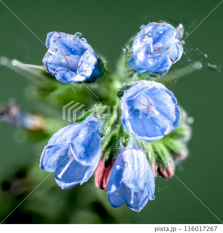 Blue Symphytum officinale flowers on a green background 116017267