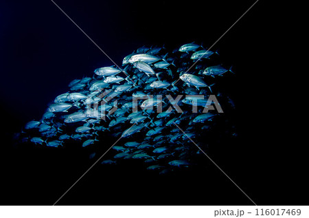 ロウニンアジの群れ・タイ・シミラン.2 116017469