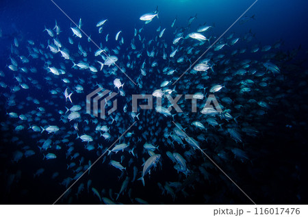 ロウニンアジの群れ・タイ・シミラン.6 116017476
