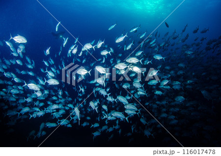 ロウニンアジの群れ・タイ・シミラン.7 116017478
