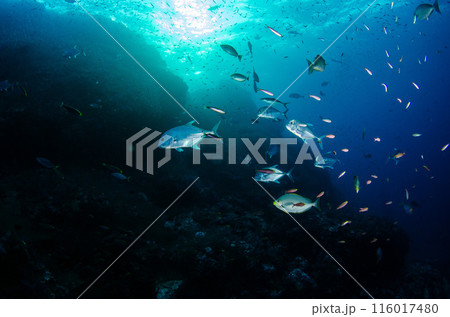 ロウニンアジの群れ・タイ・シミラン.8 ロウニンアジの群れ・タイ・シミラン.8 116017480