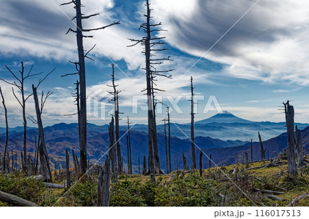 奥秩父縦走路・笹平の倒木帯から見る富士山 116017513