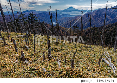 奥秩父縦走路・笹平の倒木帯から見る富士山 116017514