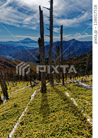 奥秩父縦走路・笹平の倒木帯から見る富士山 116017516