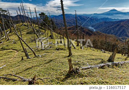 奥秩父縦走路・笹平の倒木帯から見る富士山 116017517