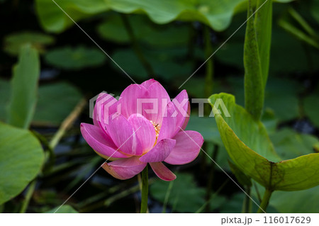 岩手県大船渡市中尊寺蓮 116017629