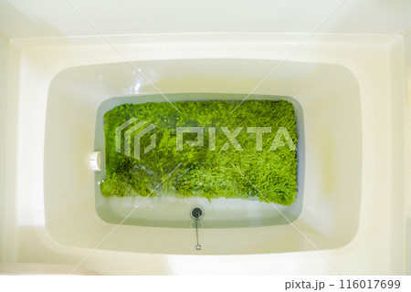 浴槽でラグマットの洗濯　つけおき 116017699